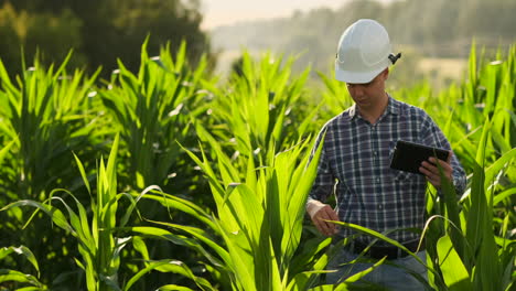 Middle-plan:Male-farmer-with-a-tablet-computer-goes-to-the-camera-looking-at-plants-in-a-corn-field-and-presses-his-fingers-on-the-computer-screen.-Soncept-of-modern-farming-without-use-of-GMOs